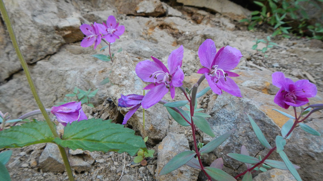 Fireweed