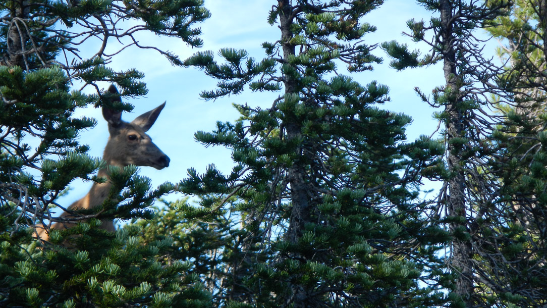 Mule deer through alpine firs